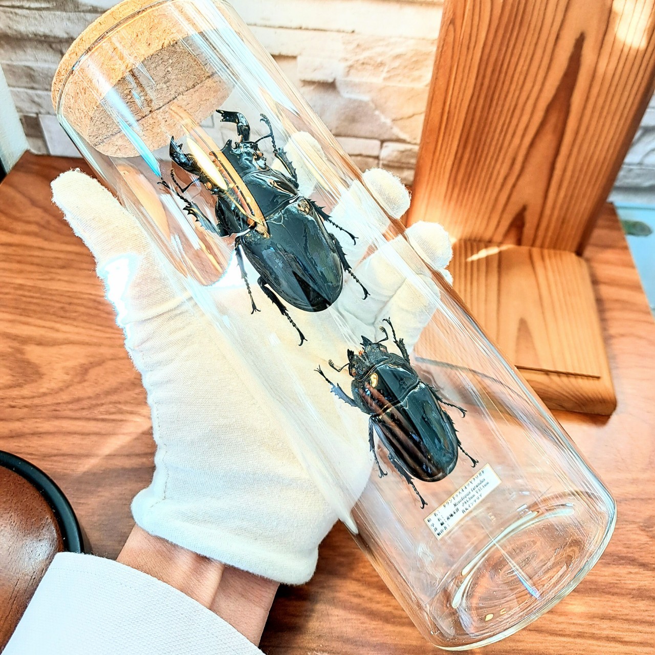 1点もの【昆虫標本】(大型)タランドゥスオオツヤクワガタ♂84.3mm