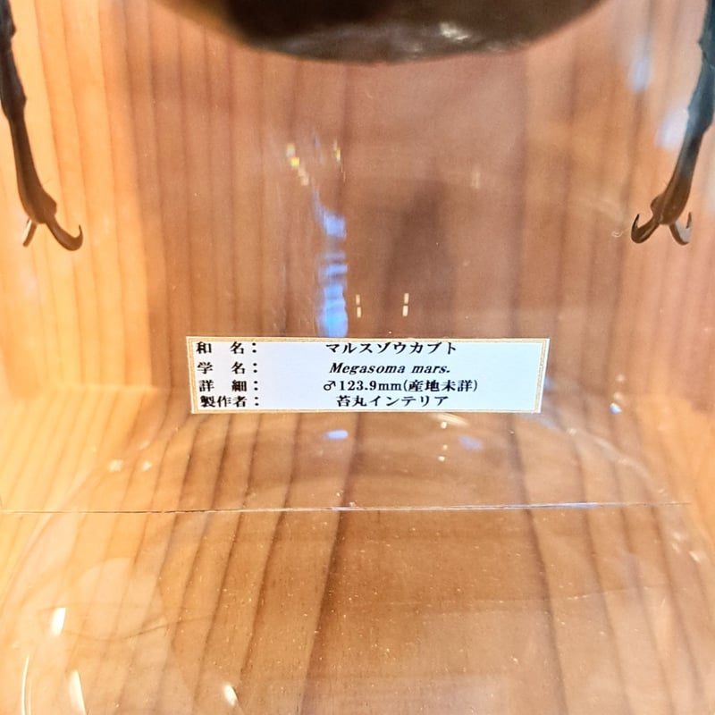 昆虫標本】(大型)マルスゾウカブト♂123.9mm インテリア瓶展示(大