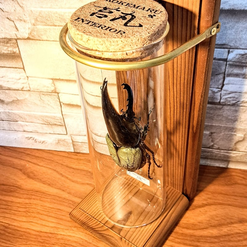 ヘラクレスオオカブト　154mm 標本 ラグジュアリー【昆虫標本】(極太血統)ヘラクレスオオカブト♂134.8mm