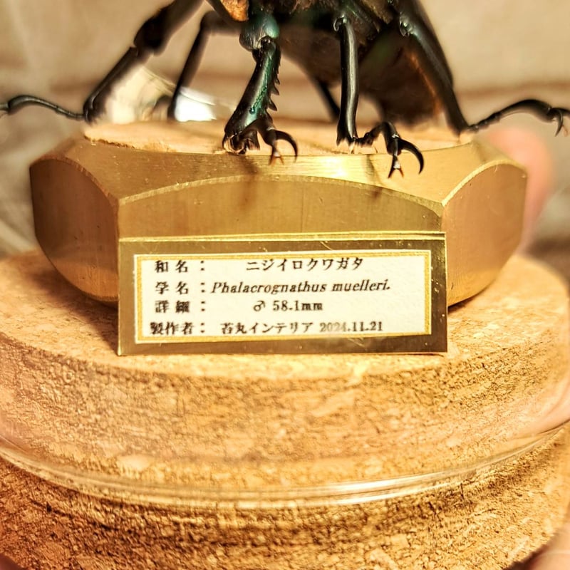 昆虫標本】ニジイロクワガタ♂58.1mm 立体標本仕上げキューブ