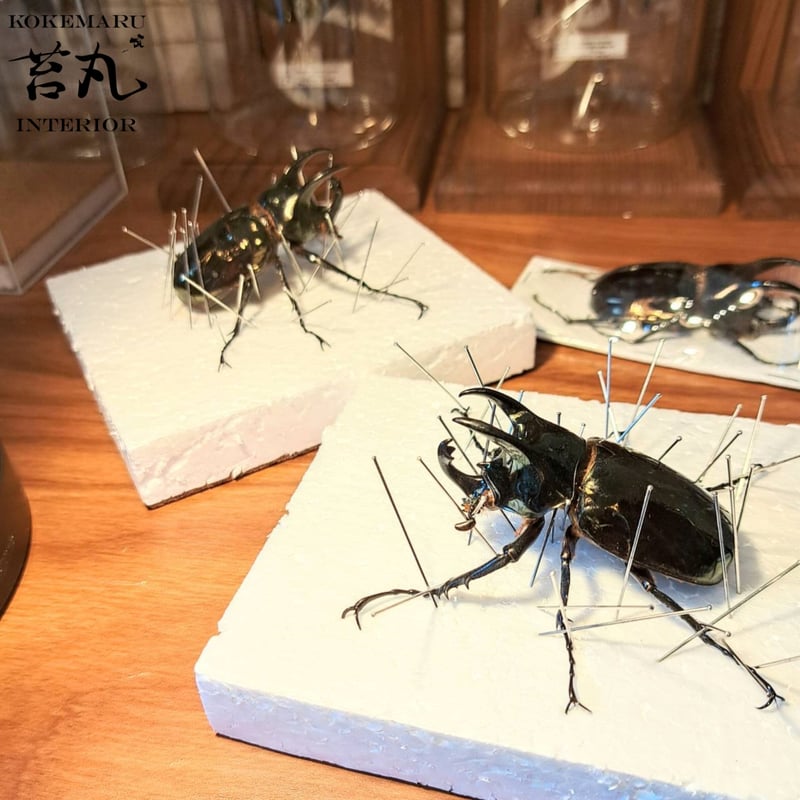 標本用死虫 ※送料込み】アトラスオオカブト♂60～70mm 未展足個体 | 苔