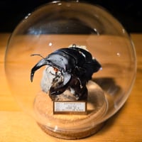 HYOHON『球』S】ニジイロクワガタ♂58.1mm 立体標本仕上げキューブ