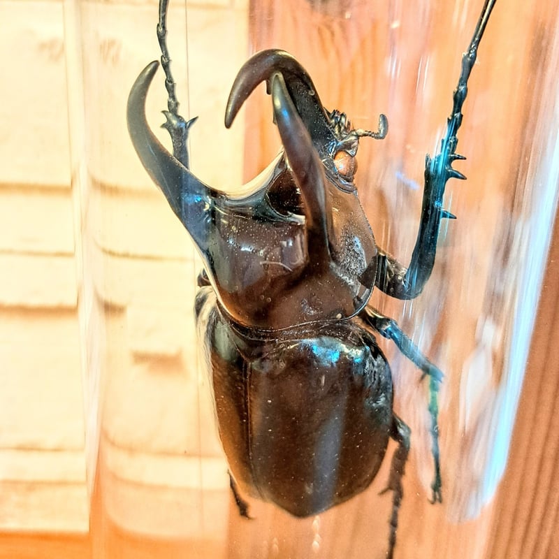 1点もの【昆虫標本】(レア品)コーカサスオオカブト♂単体90.3mm 1点もの【昆虫標本】(レア品)コーカサスオオカブト♂単体90.3mm