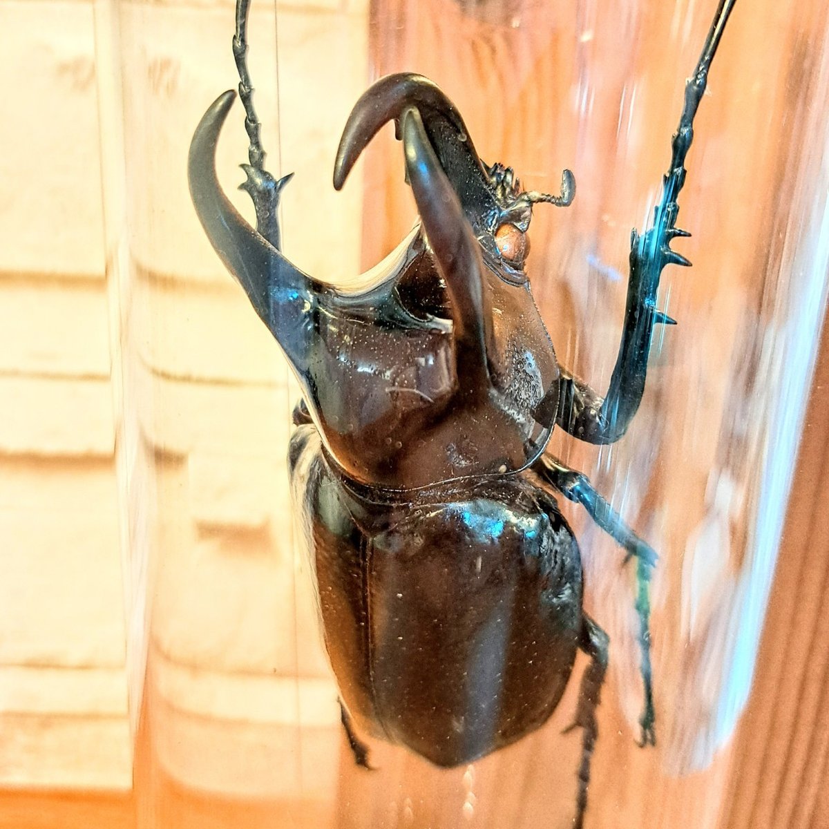 1点もの【昆虫標本】(レア品)コーカサスオオカブト♂単体90.3mm 1点もの【昆虫標本】(レア品)コーカサスオオカブト♂単体90.3mm