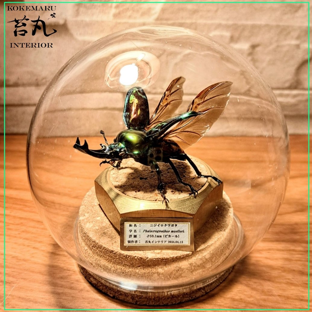 ニジイロクワガタ 美品 展足済】美麗 ニジイロクワガタ 4色セット左から54㎜51㎜52㎜53