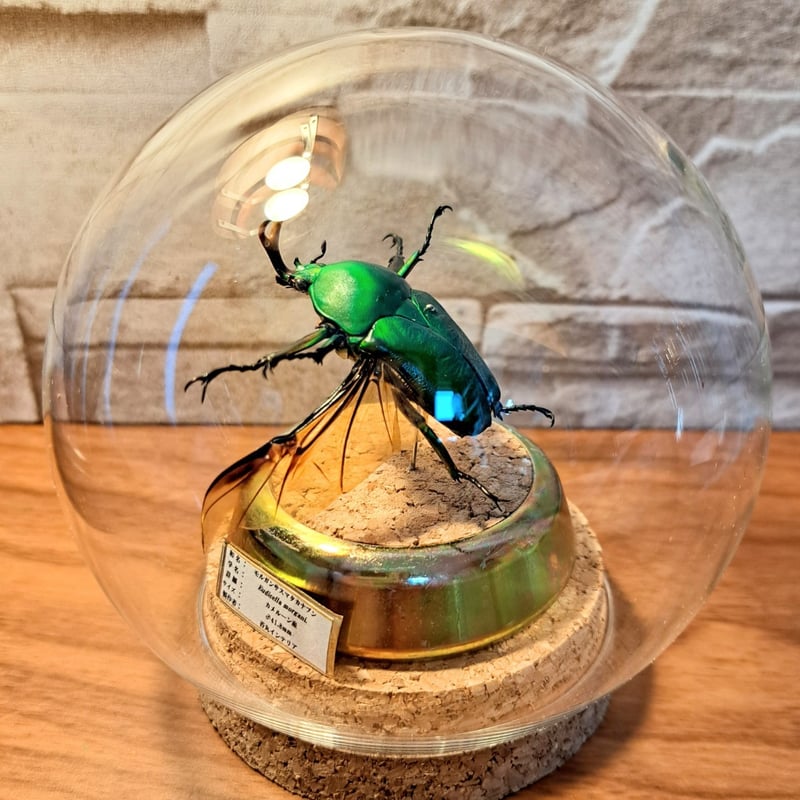 1点もの【昆虫標本】モルガンサスマタカナブン♂41.8mm(単色グリーン