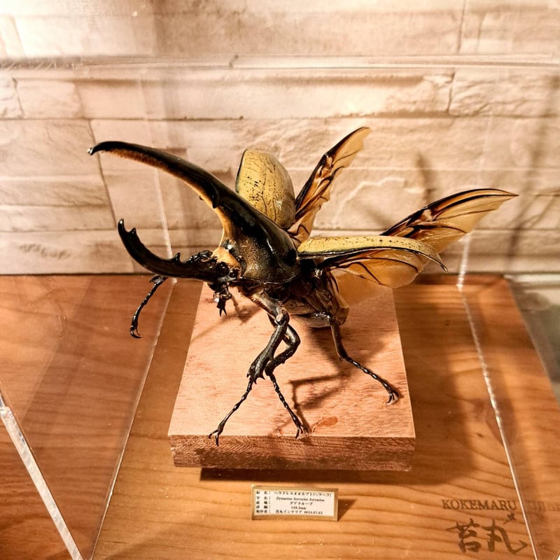 標本・ヘラクレスオオカブト 159.5mm/ヘラクレス ヘラクレス 大型！ Amazon.co.jp: 大型ヘラクレスオオカブト（ヘラクレス）の
