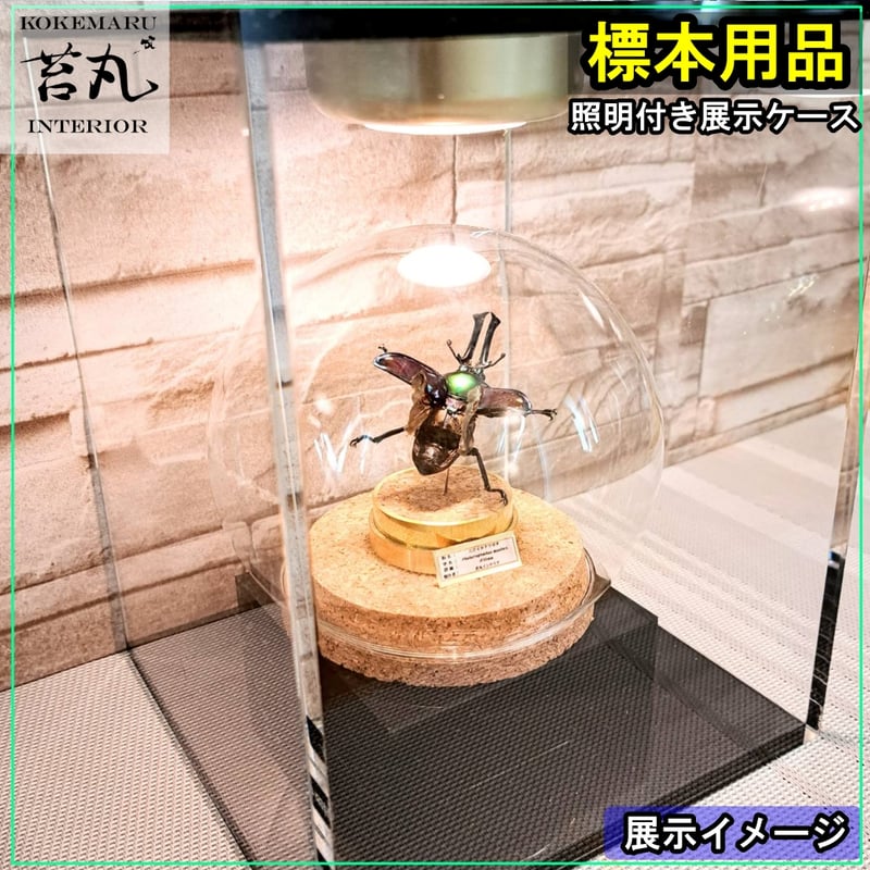 生産終了【照明付き展示用ショーケース】 | 苔丸インテリア(公式ネット