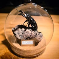 【立体標本 Diorama『球』】アンタエウスオオクワガタ♂(Dorcus antaeus.)