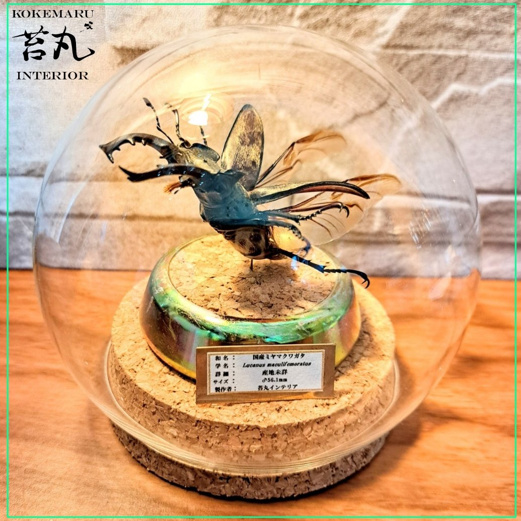 野外採集品山口県産ヒラタ　約71.5mm 未展足　昆虫標本 Amazon.co.jp: 昆虫標本 里山の昆虫 インテリア標本 北海道産