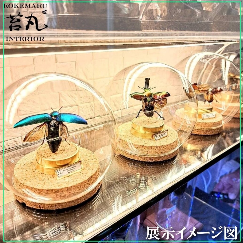 【昆虫標本】バラタスサスマタサイカブト♂♀ガラス球容器展示 ♀25 ♂26 1点もの【昆虫標本】バラタスサスマタサイカブト♂♀セット