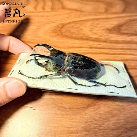 【標本用死虫 ※送料込み】アトラスオオカブト♂60～70mm 未展足個体