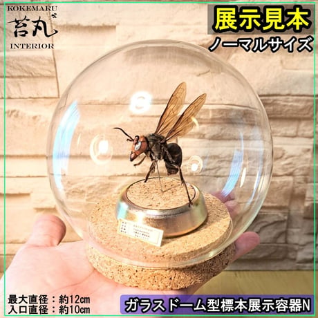 【ガラスドーム型展示ケース(Ｍ)】直径12㎝ 針刺しコルク台座付き