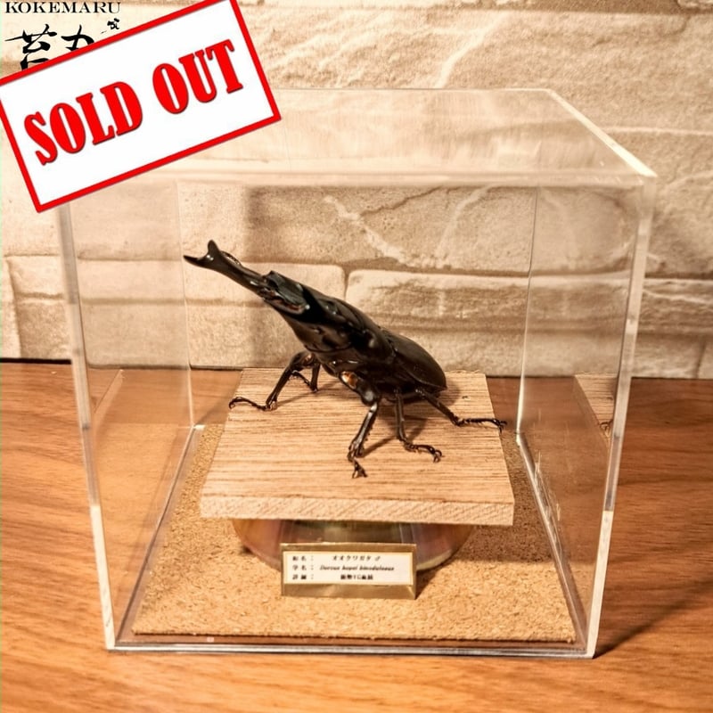 昆虫標本】オオクワガタ(能勢YG)♂ 立体標本 キューブケース展示