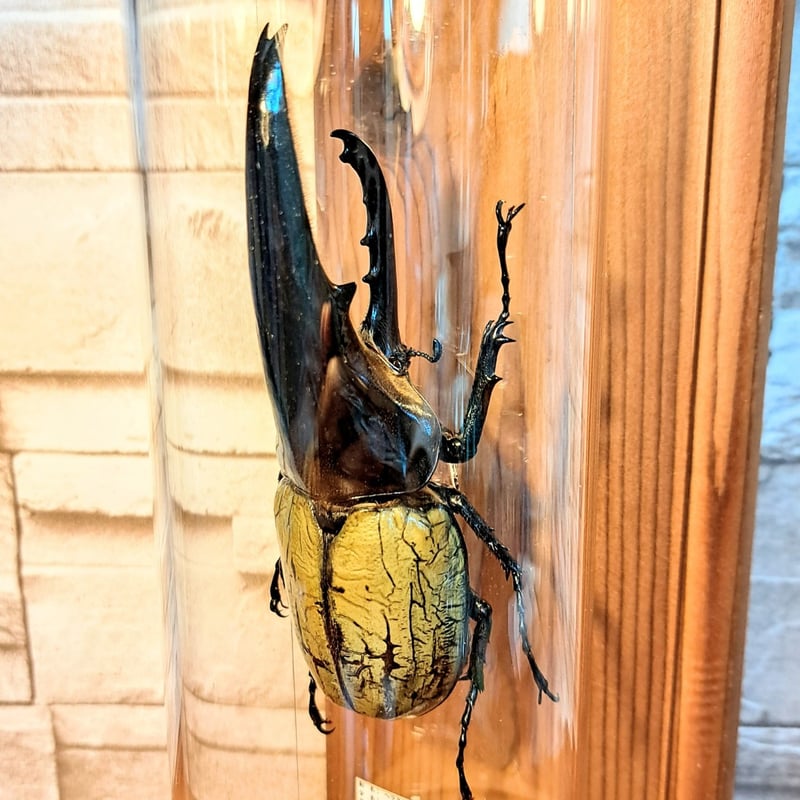 1点もの【昆虫標本】(極太血統)ヘラクレスオオカブト♂122.8mm 学術型