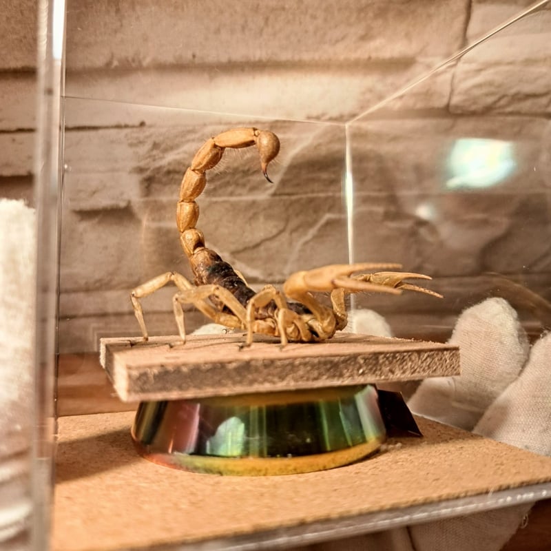 ホビー　アート品物　銅製品？ 笹野一刀彫 / お鷹ぽっぽ / 古代ぽっぽ / 赤 -丁寧な暮らしの店