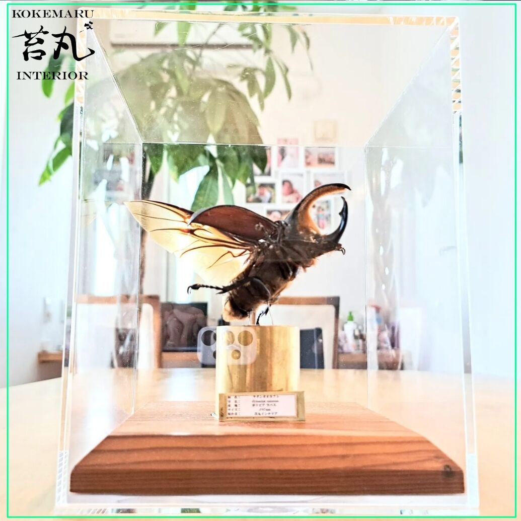 昆虫標本】サタンオオカブト♂87mm飛翔 透明ケース展示 | 苔丸