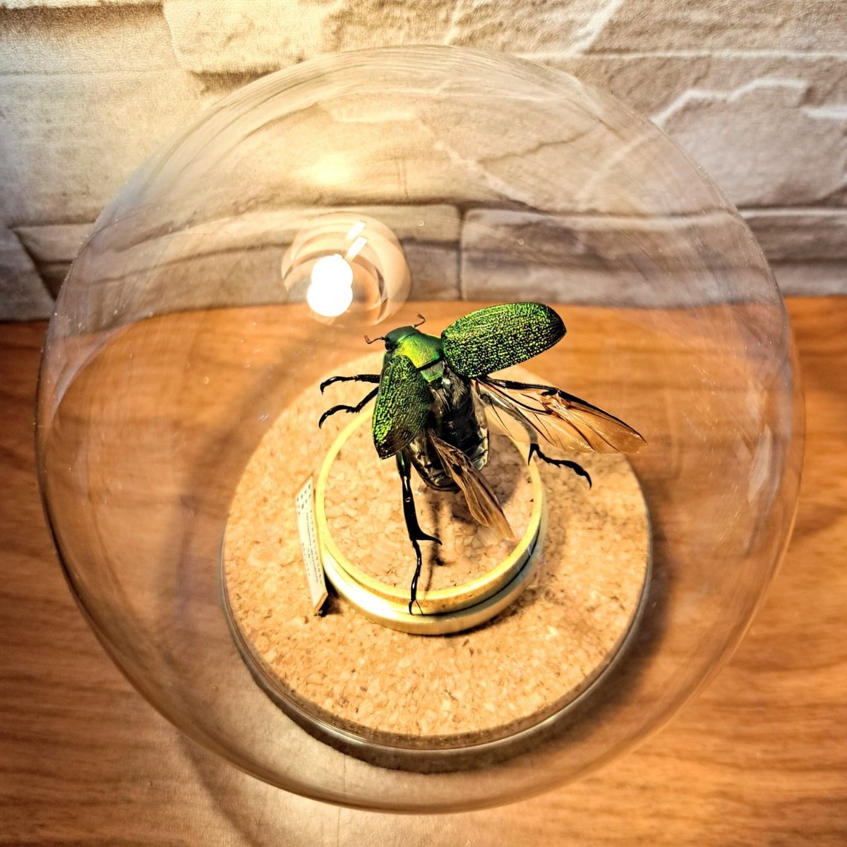 昆虫標本】アシナガミドリツヤコガネ飛翔仕上げ 美麗種ガラスドーム