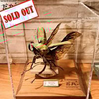 HYOHON『角』15】タランドゥスオオツヤクワガタ♂83.7mm | 苔丸