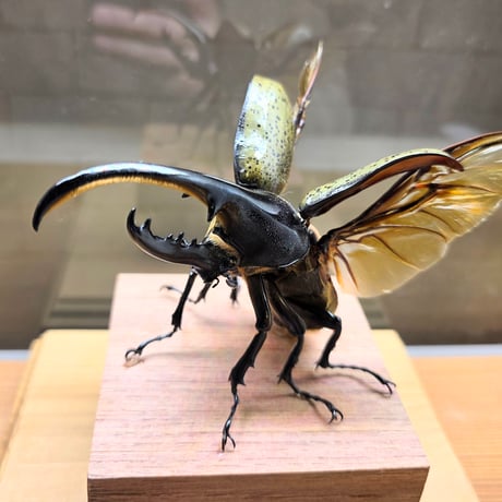 【HYOHON-角(kaku)-】ヘラクレスオオカブト113mm♂(Dynastes hercules hercules)