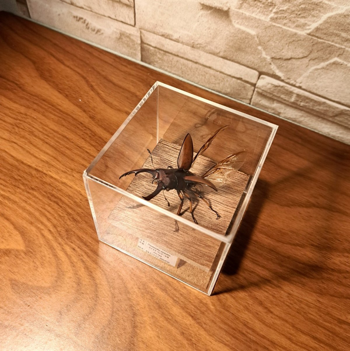 【外国産蝶標本】アスタコイデスノコギリクワガタ♂/貴州省.徳江県産/37mm WD】《アスタコイデスノコギリ ssp. 貴州省産 44.5mm ペア