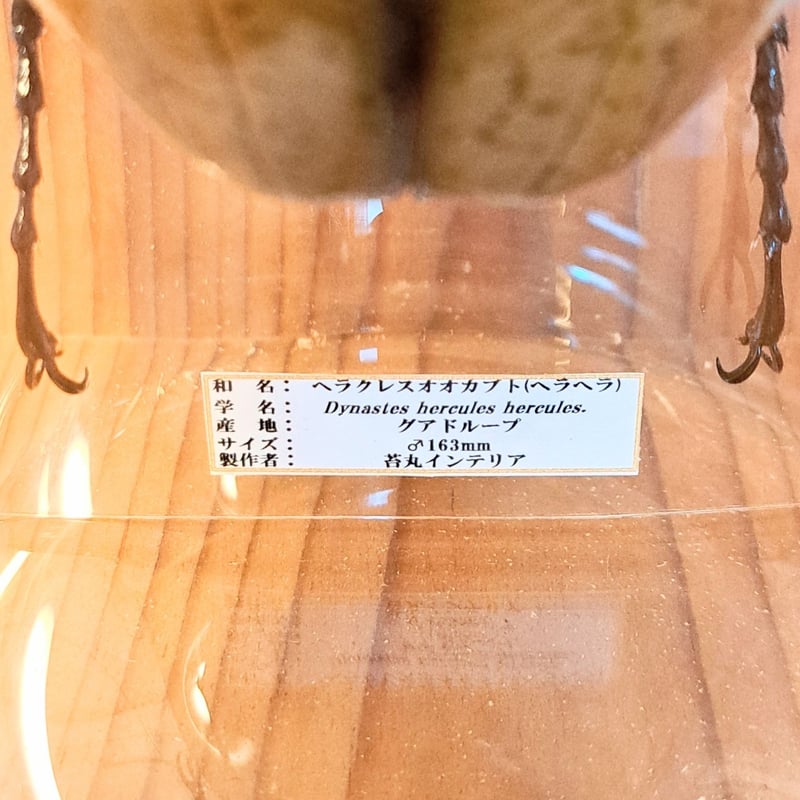 1点もの【昆虫標本】特大サイズ ヘラクレスオオカブト163mm 学術型 