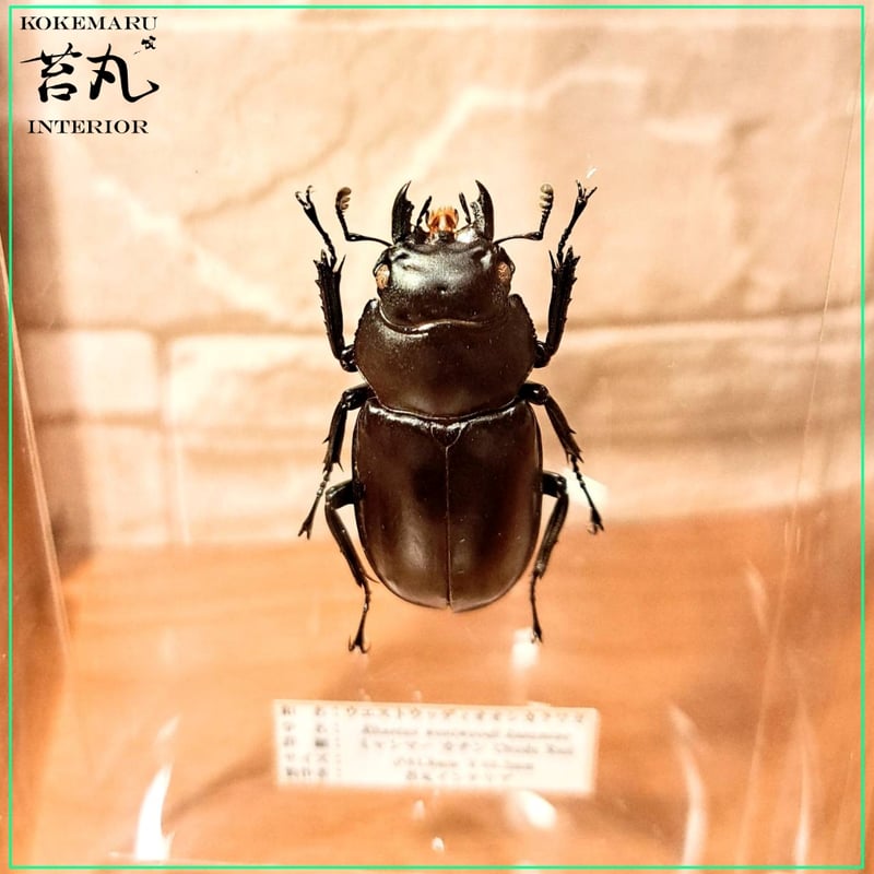 ウエストウッディカズミアエ　2ペア標本 ウエストウッディカズミアエ 2ペア標本 - メルカリ