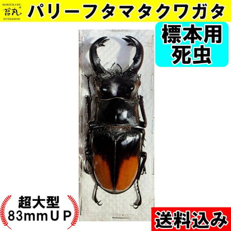 特価‼️ツカモトフタマタクワガタ 大型個体83mmup 未展足 標本用死虫※送料込み】特大パリーフタマタクワガタ♂83mmUP | 苔丸