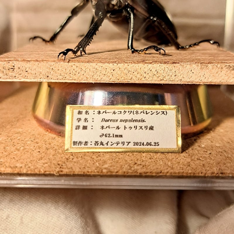 昆虫標本】ネパールコクワ(ネパレンシスコクワ)♂62.1mm※特大 立体標本