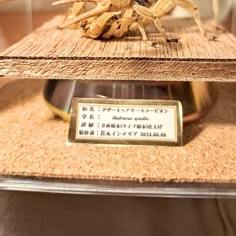 レア品【昆虫標本】デザートへアリースコーピオン 立体タイプ アクリル