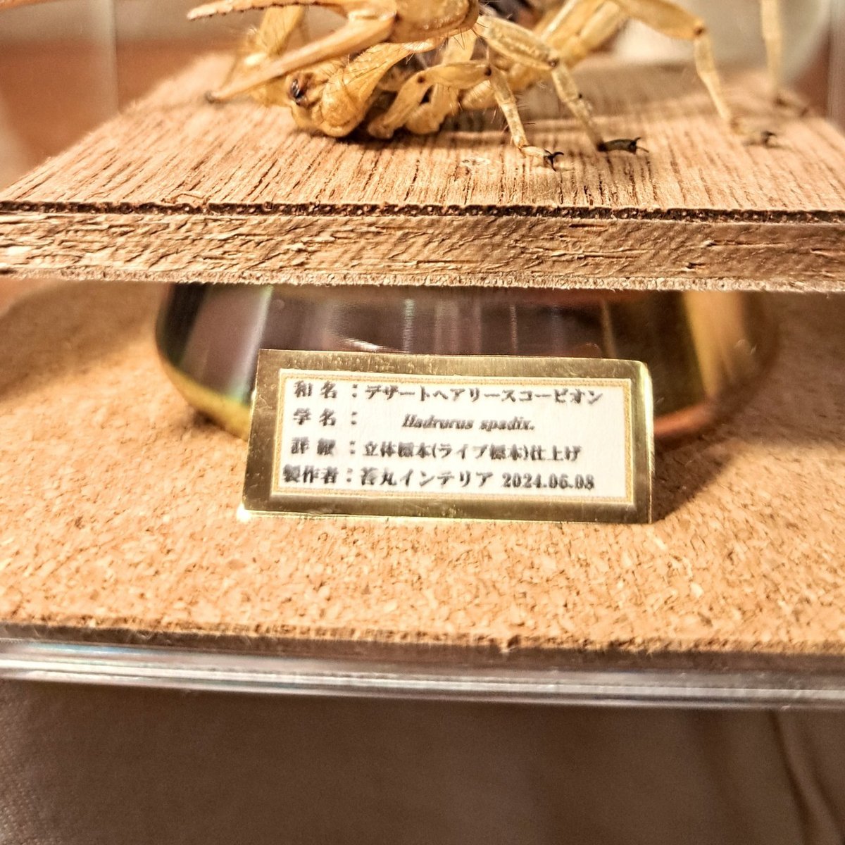 レア品【昆虫標本】デザートへアリースコーピオン 立体タイプ アクリル