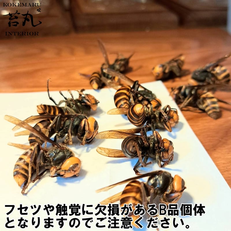 標本用死虫 ※送料込み】オオスズメバチ B品 未展足個体 | 苔丸