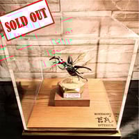 昆虫標本】国産ミヤマクワガタ♂ 立体標本仕上げキューブケース展示