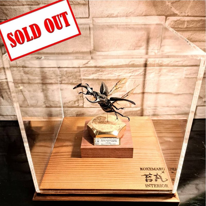 LIVE標本 ウエストウッディ DV産81.5mm Yahoo!オークション -「ウエストウッディ」(成虫) (クワガタムシ)の