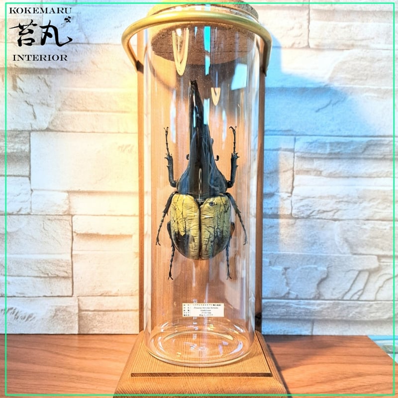 昆虫標本】ヘラクレスオオカブト ガラスケース入り やぶ 昆虫標本】ヘラクレスオオカブト ガラスケース入り やぶ