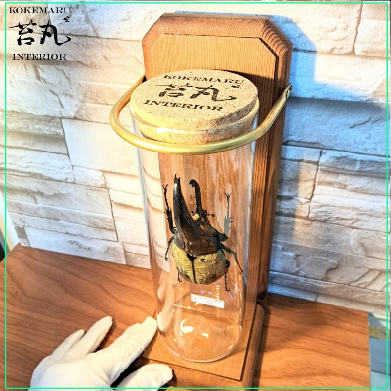 1点もの【昆虫標本】(極太血統)ヘラクレスオオカブト♂123.1mm 学術型