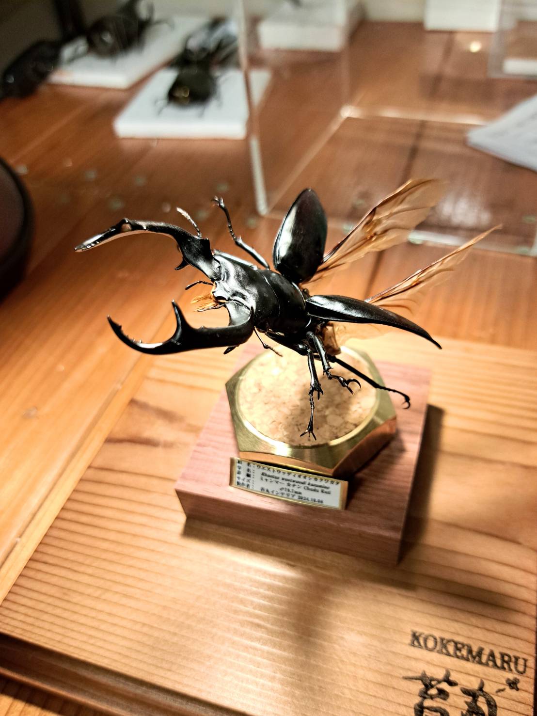 ウエストウッディオオシカクワガタ　77mm 標本 ラグジュアリー 昆虫標本】ウエストウッディオオシカクワガタ♂79.8mm