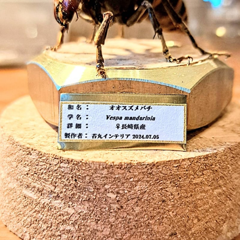残り1【昆虫標本】オオスズメバチ(超特大サイズ)♀ 立体標本 残り1【昆虫標本】オオスズメバチ(超特大サイズ)♀ 立体標本
