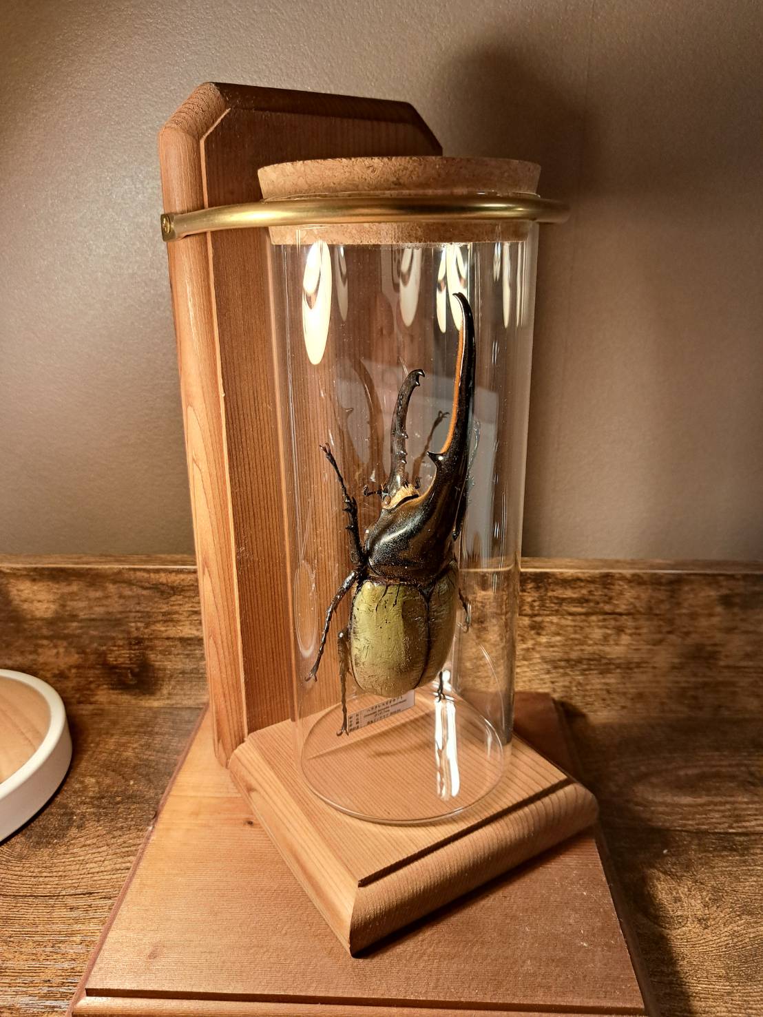 1点もの【昆虫標本】ヘラクレスオオカブト♂147.7mm 学術型インテリア