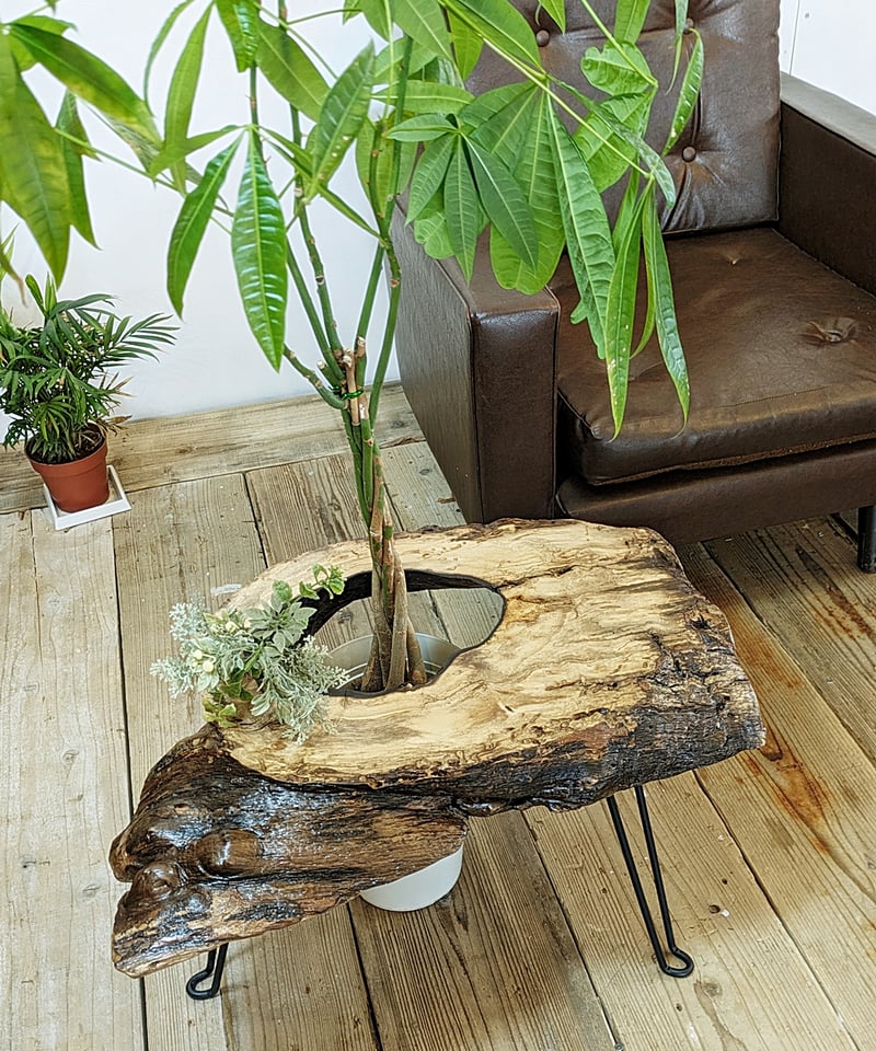 柿の木　一枚板　座卓 穴あき柿1枚板 Café Table | RoomZ interior