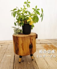 松の切株　ミニテーブル