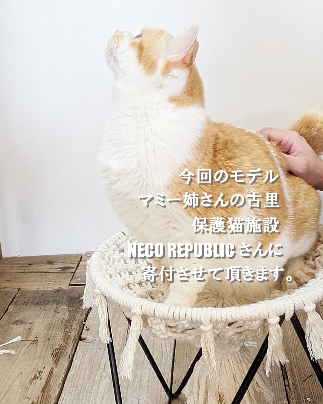 マクラメ編みとアイアンの 猫ハンモック | RoomZ interior