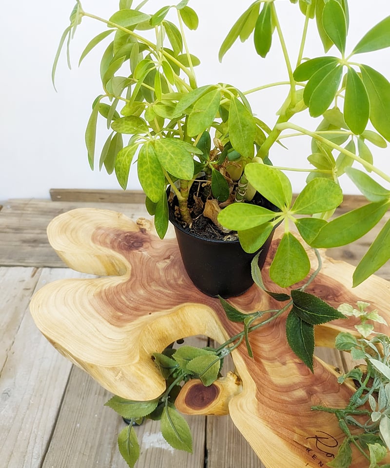 カイズカイブキ Iron low Table TypeC | RoomZ interior