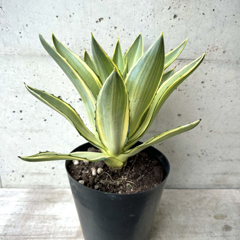 アガベ斑入り【5号鉢】 | Flower Shop ロベリア