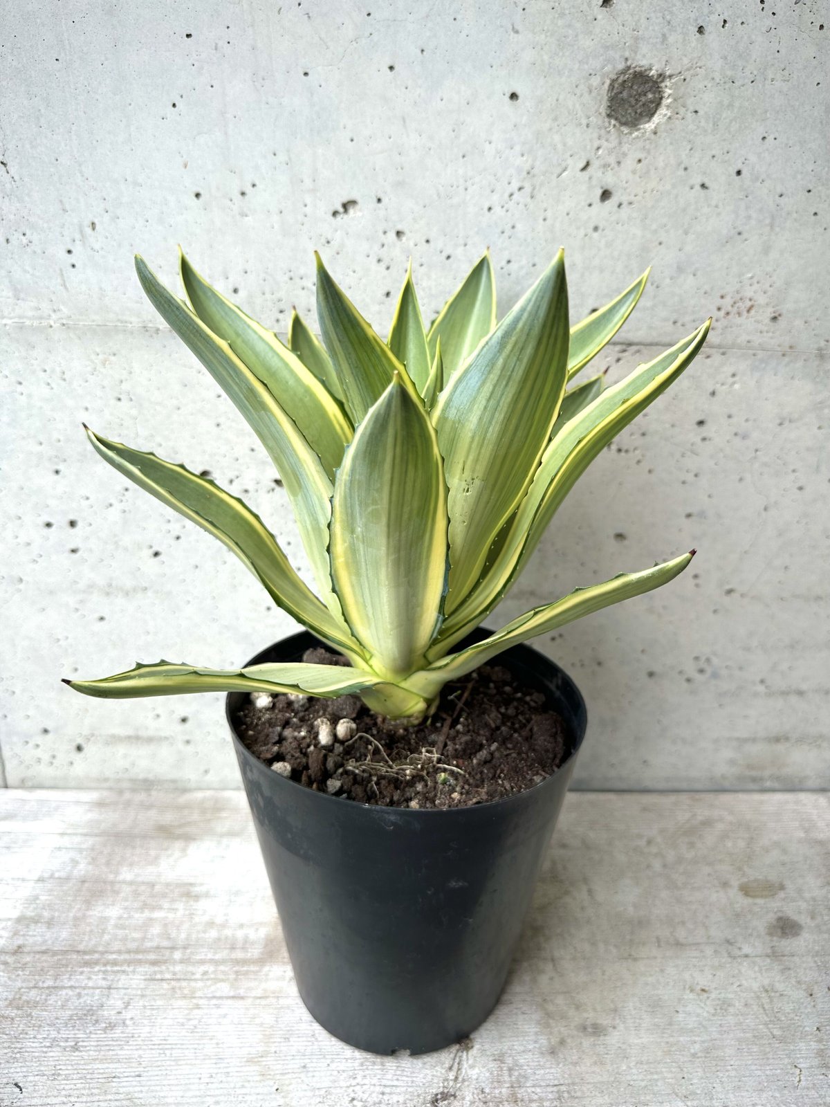 アガベ斑入り【5号鉢】 | Flower Shop ロベリア