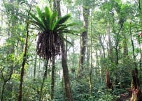 マンデリン　ビンタンリマ