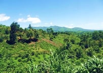 ウガンダ　ティピカAAA