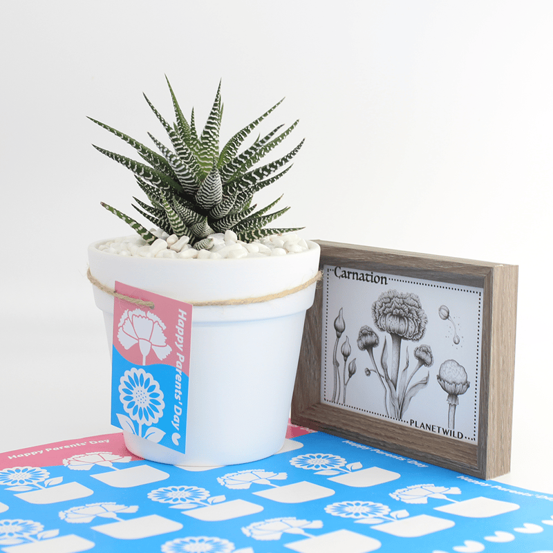 ハオルシア 十二の巻 4/5号鉢植え 観葉植物 本物 小型 卓上 癒し 空気