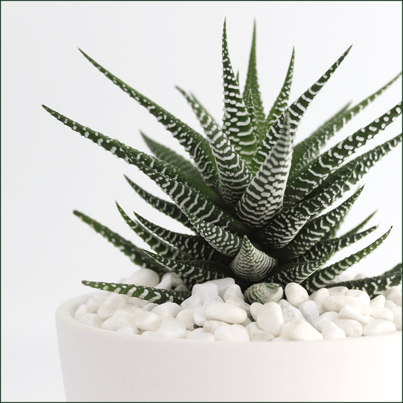 ハオルシア 十二の巻 4/5号鉢植え 観葉植物 本物 小型 卓上 癒し 空気