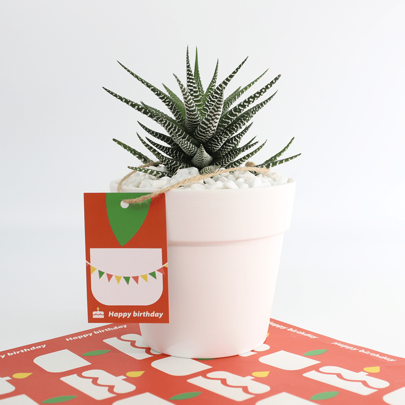 ハオルシア 十二の巻 4/5号鉢植え 観葉植物 本物 小型 卓上 癒し 空気